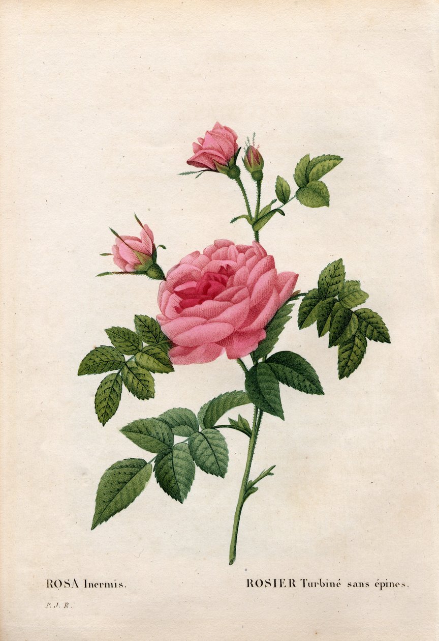 Růže bez trnu, odrůda Rosa francofurtana, Rosierova turbína bez trnu. Ručně kolorovaná tečkovaná mědirytina z díla Pierra Josepha Redouta „“Les Roses,” Paris od Pierre Joseph Redouté