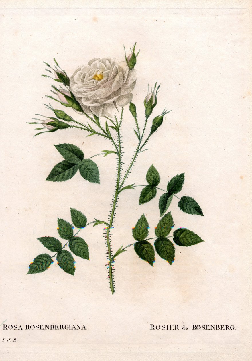 Rožmberská růže, odrůda Rosa francofurtana, Rosier de Rosenberg. Ručně kolorovaná tečkovaná mědirytina z díla Pierra Josepha Redouta „“Les Roses,” Paris od Pierre Joseph Redouté