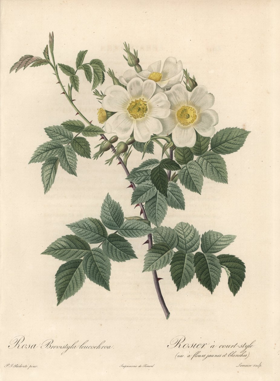 Rosier krátký styl, odrůda se žlutými a bílými květy - Eau forte od Langloise Charlina, z ilustrace Pierre Joseph Redoute (1759-1840), výtažek z Les Roses od Pierre Joseph Redouté