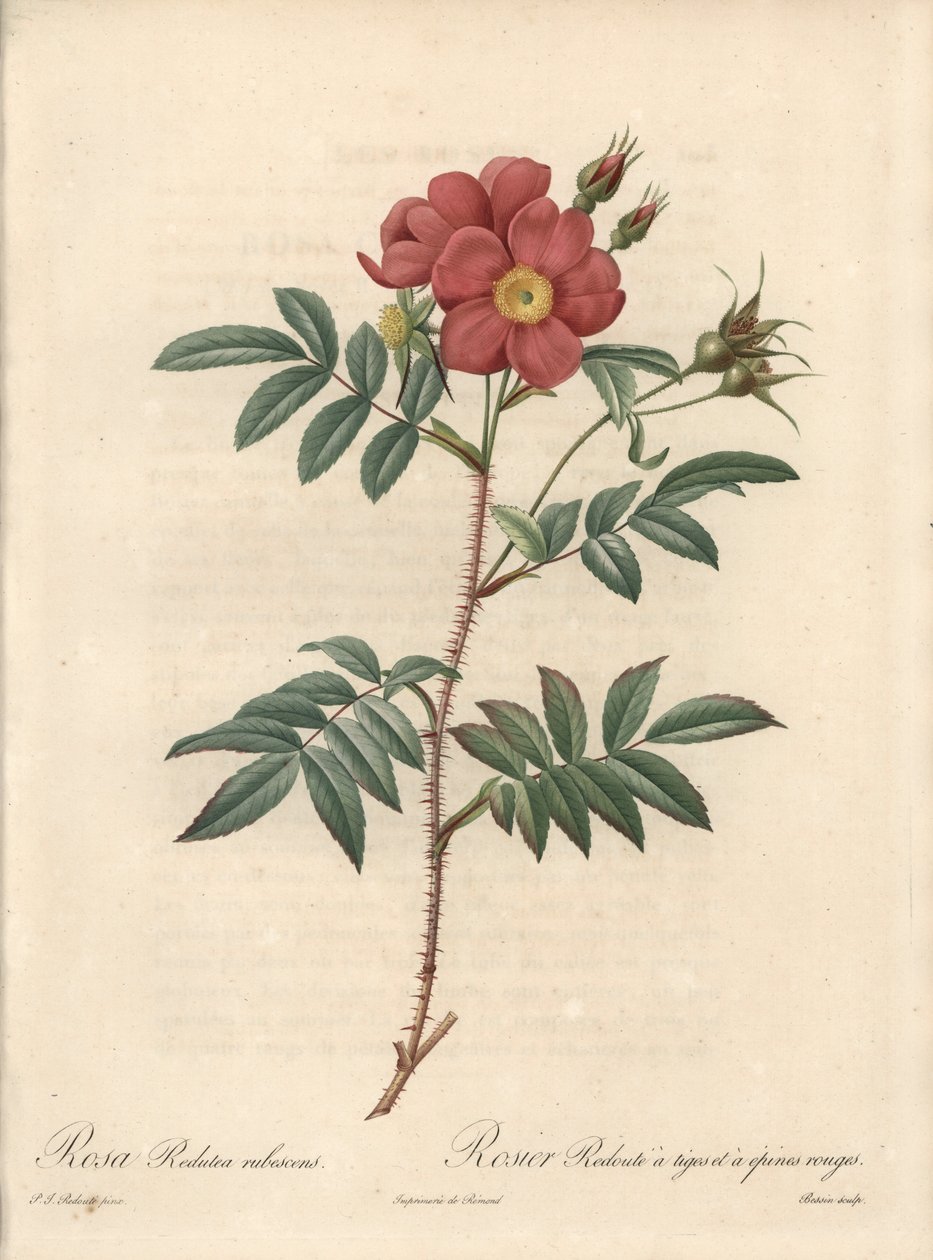 Brilantní růže - Eau forte de Bessin, podle ilustrace Pierra Josepha Redouta (1759-1840), z Les Roses od Pierre Joseph Redouté