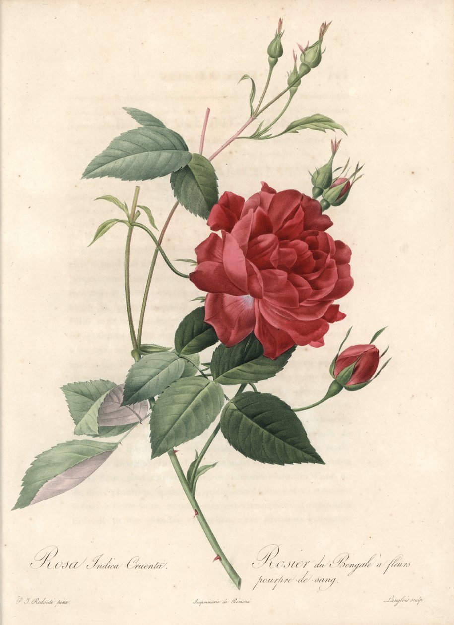 Čínská růže - Eau forte de Langlois, podle ilustrace Pierra Josepha Redouta (1759-1840), z Les Roses od Pierre Joseph Redouté