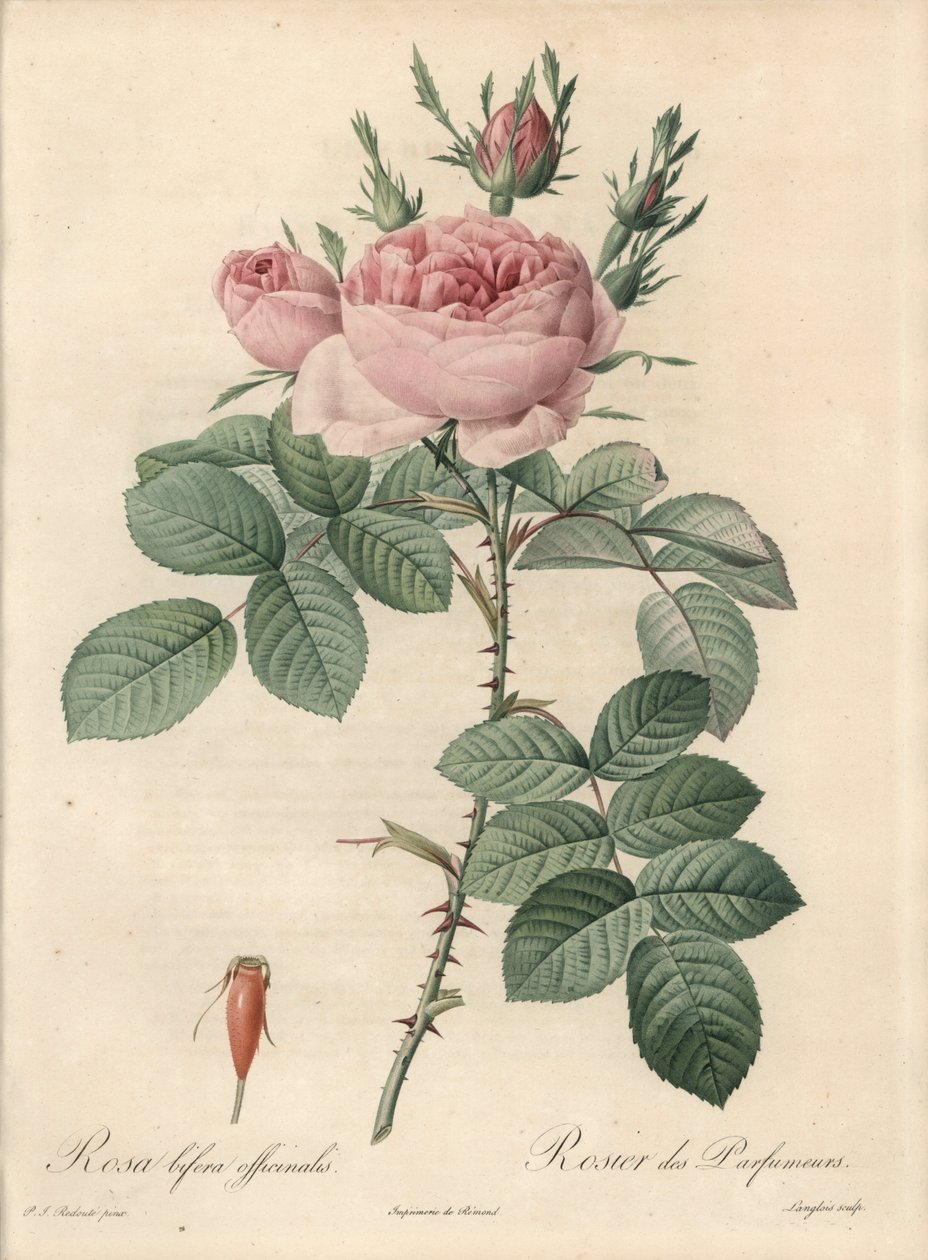 Damašková růže - Eau forte de Langlois, podle ilustrace Pierra Josepha Redoute (1759-1840), z Les Roses od Pierre Joseph Redouté