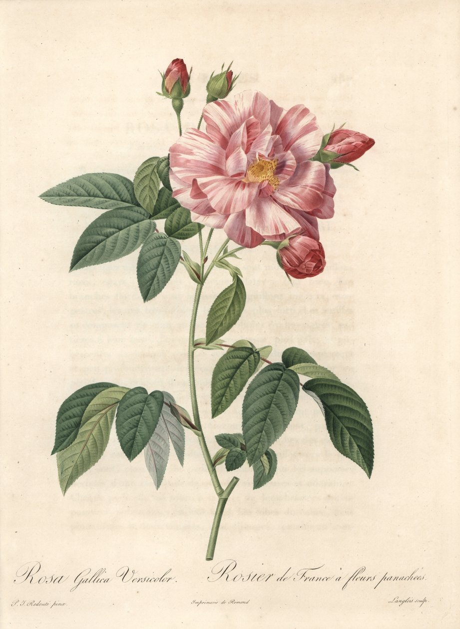 Růže z Francie nebo růže z Provins, odrůda versicolor - Lept Langlois, z ilustrace Pierra Josepha Redoute (1759-1840), výtažek z Les Roses od Pierre Joseph Redouté