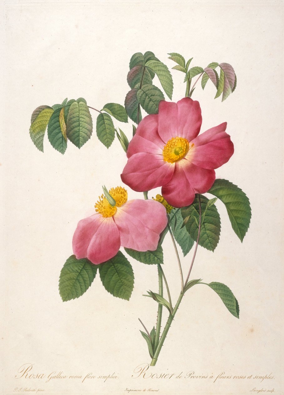 Růžový keř z Provinsi z La Couronne de roses, 1817-1824. od Pierre Joseph Redouté