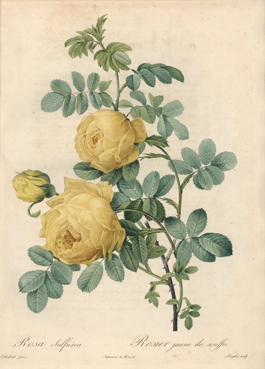 Rosier des Turks - Eau forte de Langlois, na základě ilustrace Pierra Josepha Redoute (1759-1840), z Les Roses od Pierre Joseph Redouté