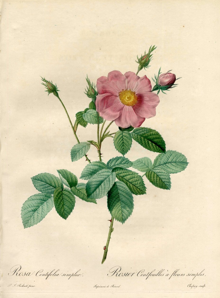 Růžovější sto listů s jednoduchými květy - Eau forte de Chapuy, z ilustrace Pierra Josepha Redoute (1759-1840), z Les Roses od Pierre Joseph Redouté