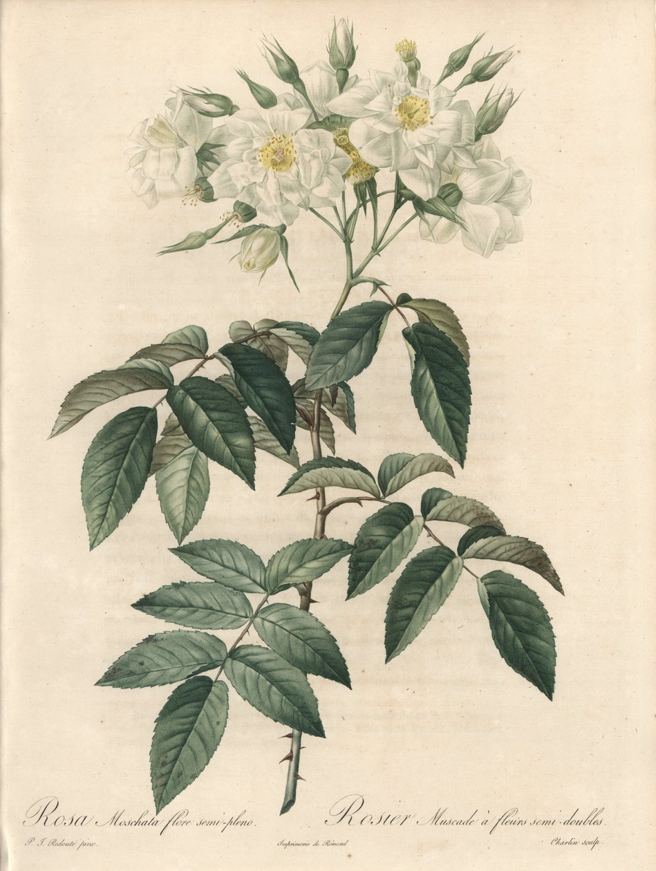 Pižmová růže, s dvojitými květy - Lept od Charlina, z ilustrace Pierre Joseph Redoute (1759-1840), výtažek z Les Roses od Pierre Joseph Redouté