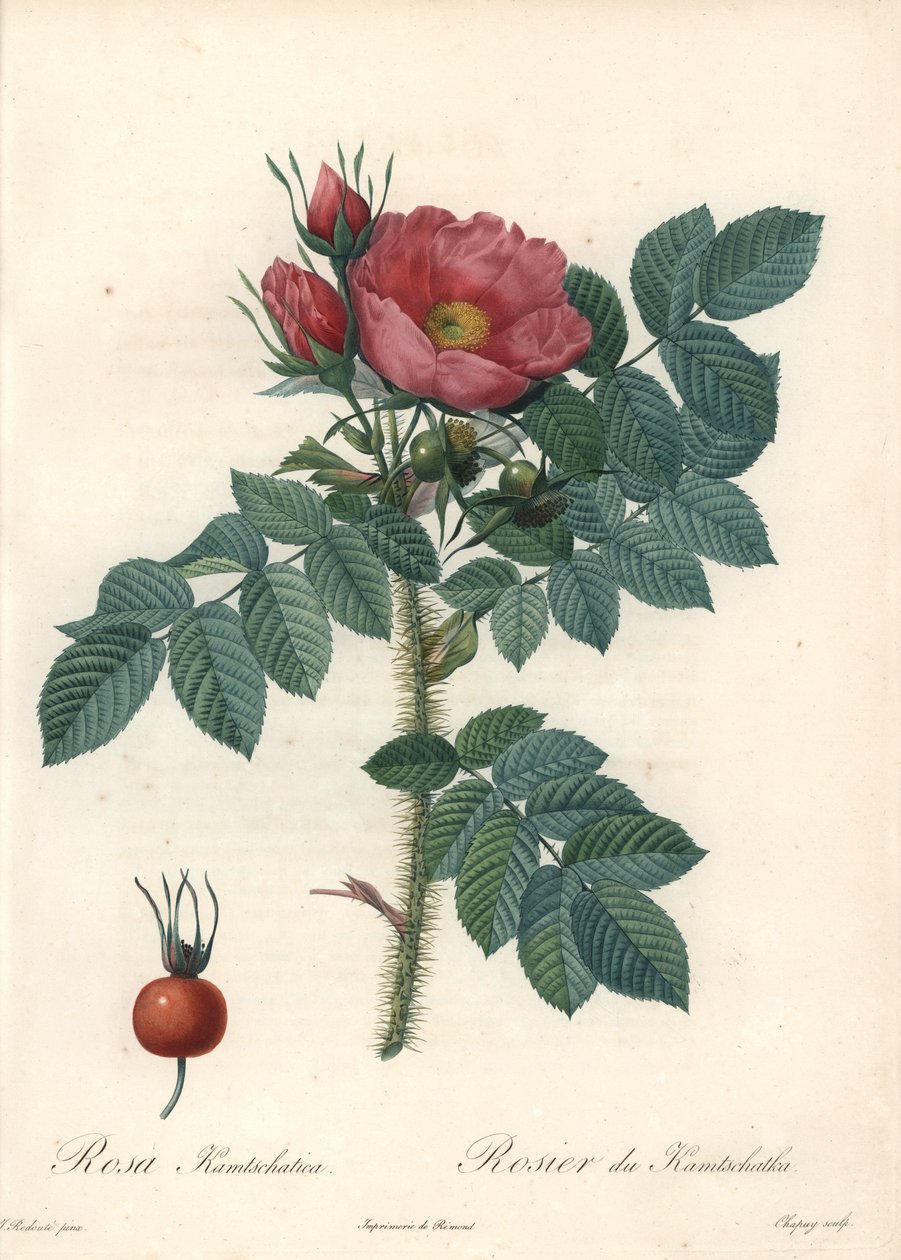 Hrubá růže nebo kamčatská růže - Eau forte de Chapuy, z ilustrace Pierra Josepha Redoute (1759-1840), z Les Roses od Pierre Joseph Redouté