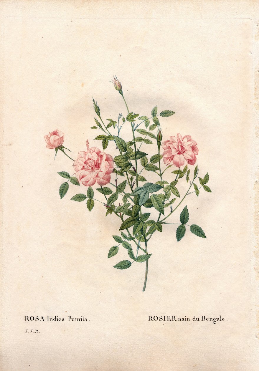 Růže Rouletii, Rosa chinensis var. minima Rouletii, bengálská trpasličí růže. Ručně kolorovaná tečkovaná mědirytina z díla Pierra Josepha Redouta „“Les Roses,” Paris od Pierre Joseph Redouté
