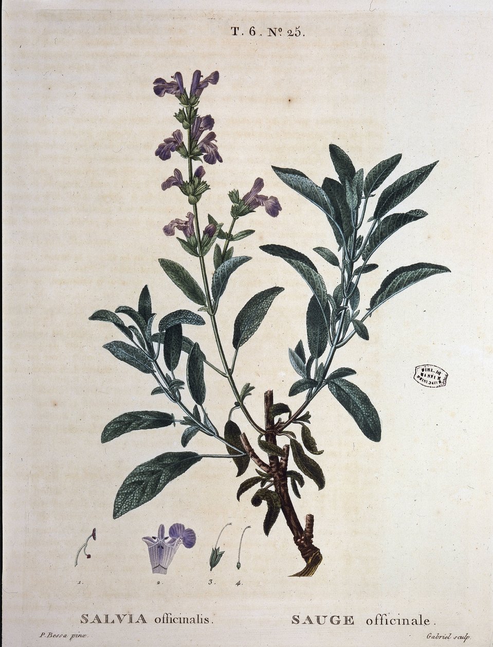 Sage officinalis - v „“ New Duhamel aneb pojednání o stromech a keřích, které prahnou ve Francii“, kresby P. J. Redouté a P. Bessa, Paříž od Pierre Joseph Redouté