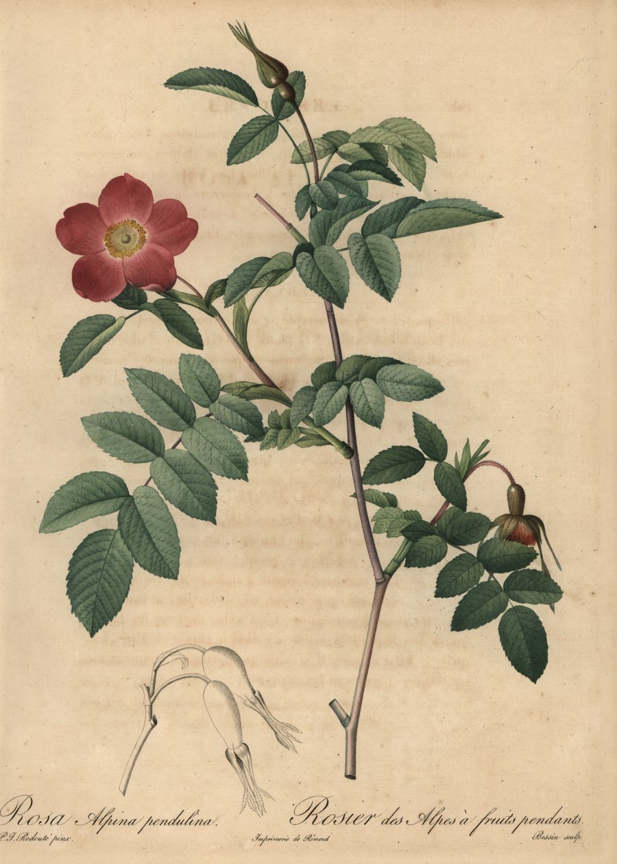 Šarlatová alpská růže, Rosa pendulina od Pierre Joseph Redouté