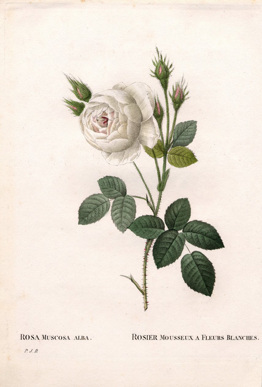 Shailerova bílá mechová růže, Rosa centifolia var. alba-muscosa, Jiskřivá růže s bílými květy. Ručně kolorovaná tečkovaná mědirytina z díla Pierra Josepha Redouta „“Les Roses,” Paris od Pierre Joseph Redouté