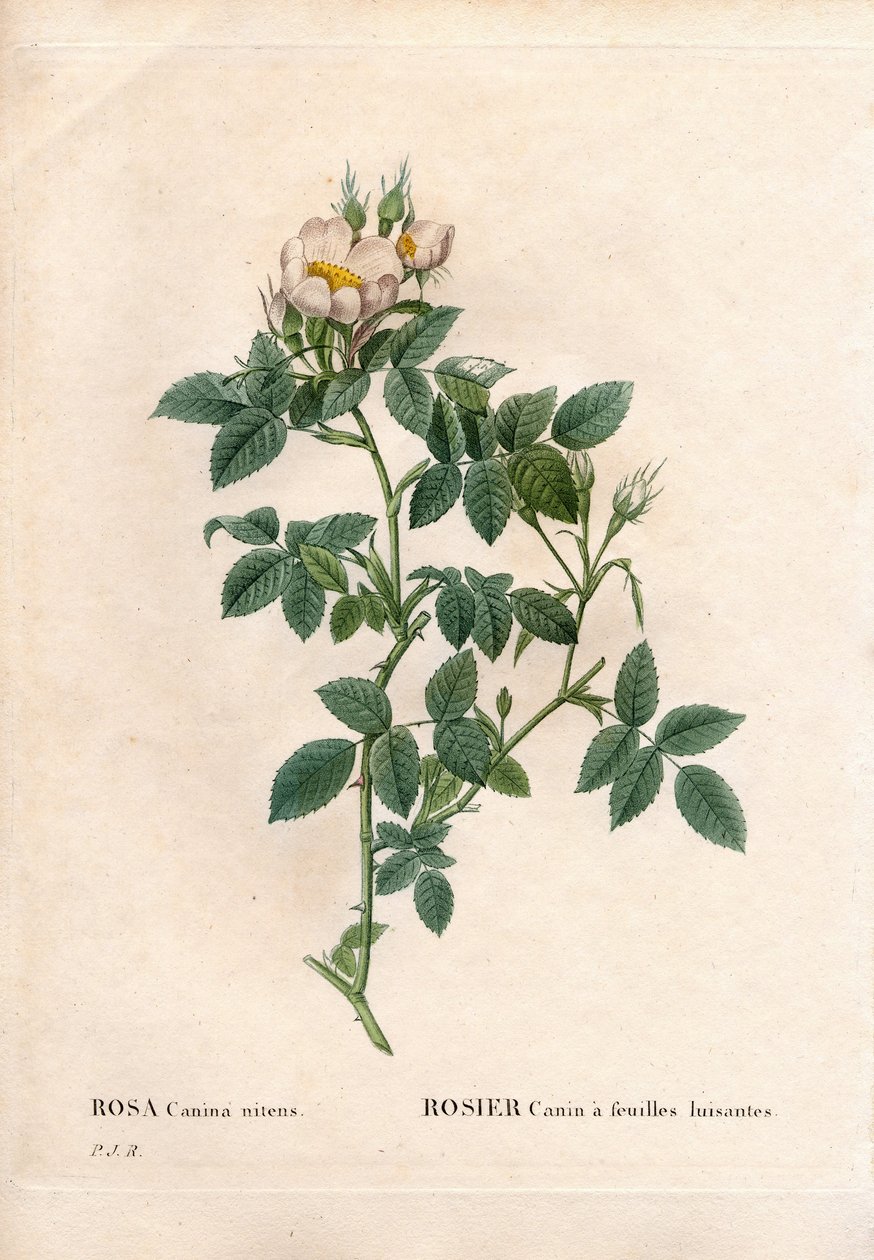 Psí růže lesklá, odrůda Rosa canina, růže psí s lesklými listy. Ručně kolorovaná tečkovaná mědirytina z díla Pierra Josepha Redouta „“Les Roses,” Paris od Pierre Joseph Redouté