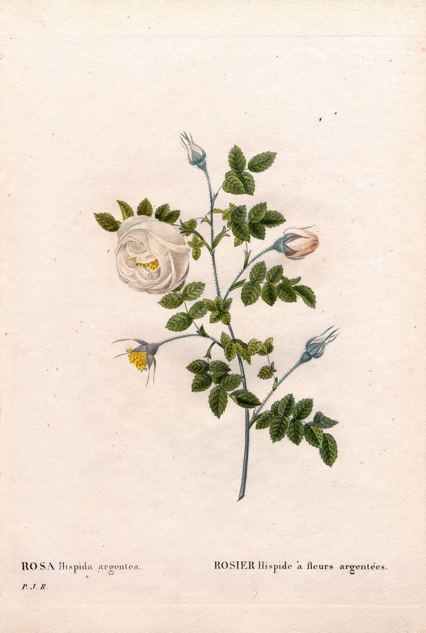 Stříbrnokvětá růže hispid, odrůda Rosa tomentosa, Růžová růže se stříbrnými květy. Ručně kolorovaná tečkovaná mědirytina z díla Pierra Josepha Redouta „“Les Roses,” Paris od Pierre Joseph Redouté