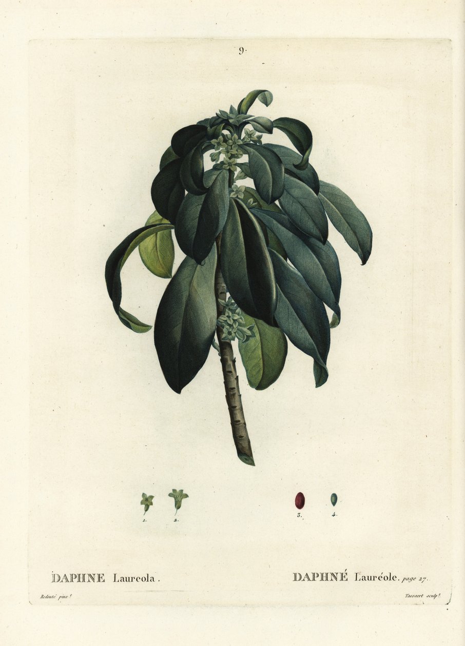 Vavřín pryšec, Daphne laureola. Ručně kolorovaná tečkovaná rytina od Tassaerta podle ilustrace Pierra-Josepha Redoute z Treat des Trees et Shrustes, Paříž Henriho Louise Duhamela du Moncel od Pierre Joseph Redouté