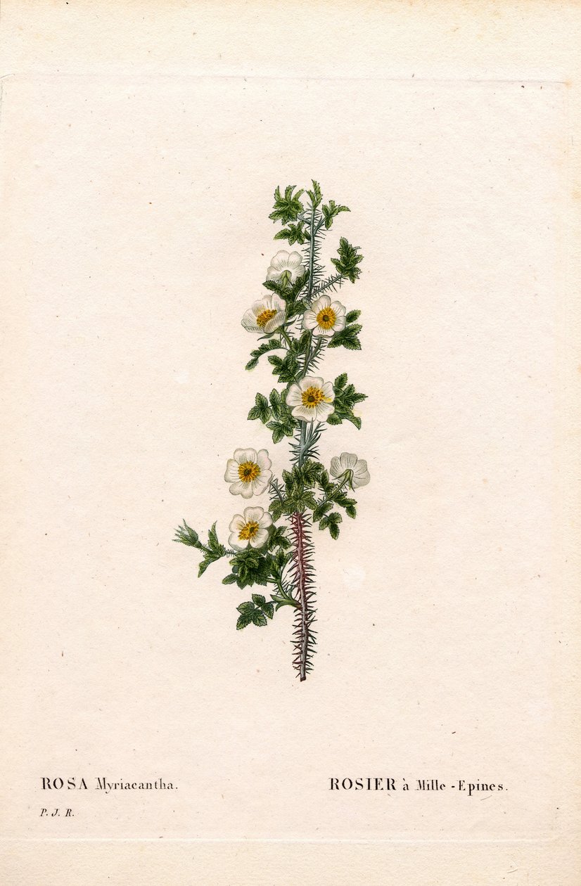 Růže tisíce ostnů, Růže myriacantha, Růže a Tisíc trnů. Ručně kolorovaná tečkovaná mědirytina z díla Pierra Josepha Redouta „“Les Roses,” Paris od Pierre Joseph Redouté