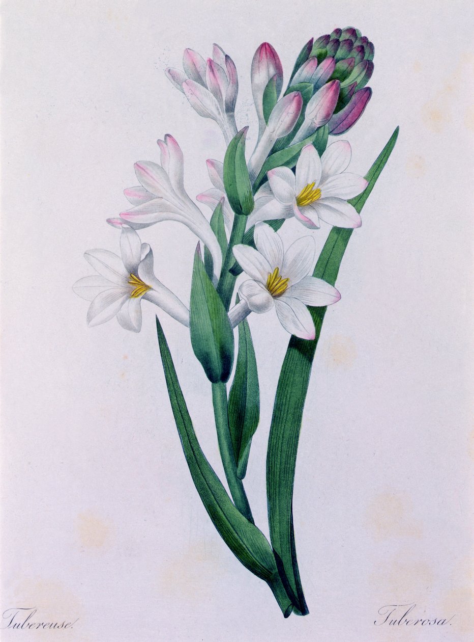 Tuberosa (barevné rytí) od Pierre Joseph Redouté