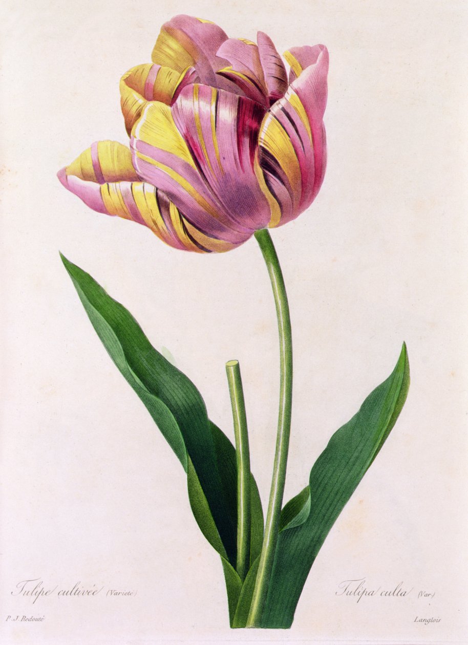 Tulipa Culta (barevná rytina) od Pierre Joseph Redouté