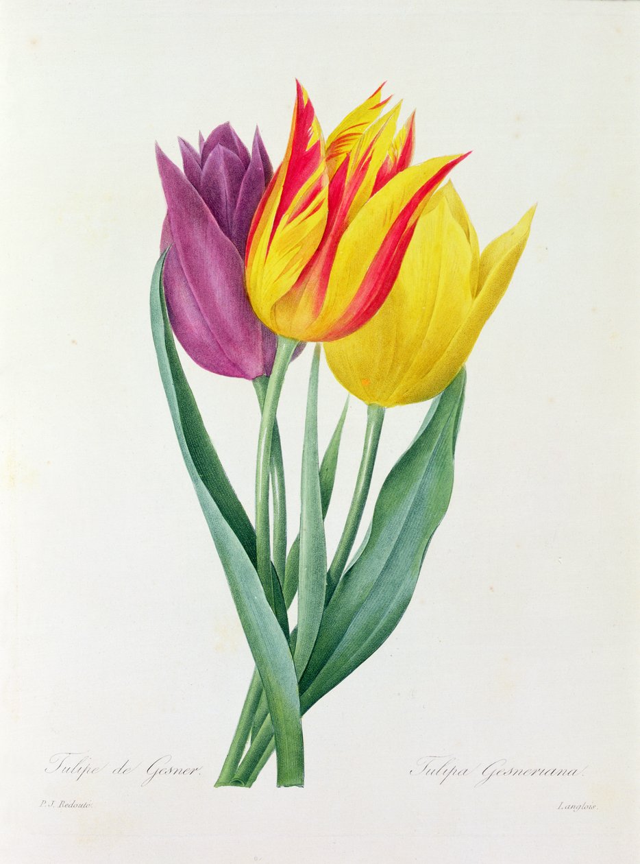 Tulipa Gesneriana (barevná rytina) od Pierre Joseph Redouté