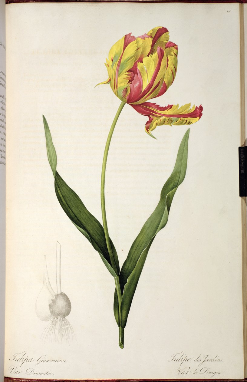 Tulipánové gesneriana draci, z 