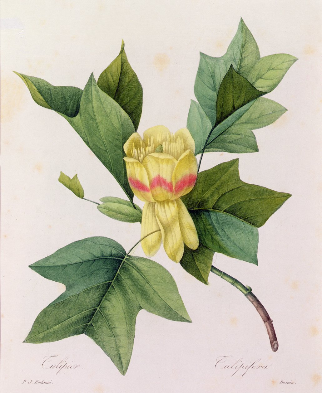 Tulipifera (barevná rytina) od Pierre Joseph Redouté