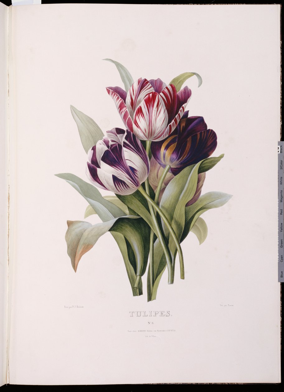 Tulipány, z "Jemné série květinových kytic" od Pierre Joseph Redouté