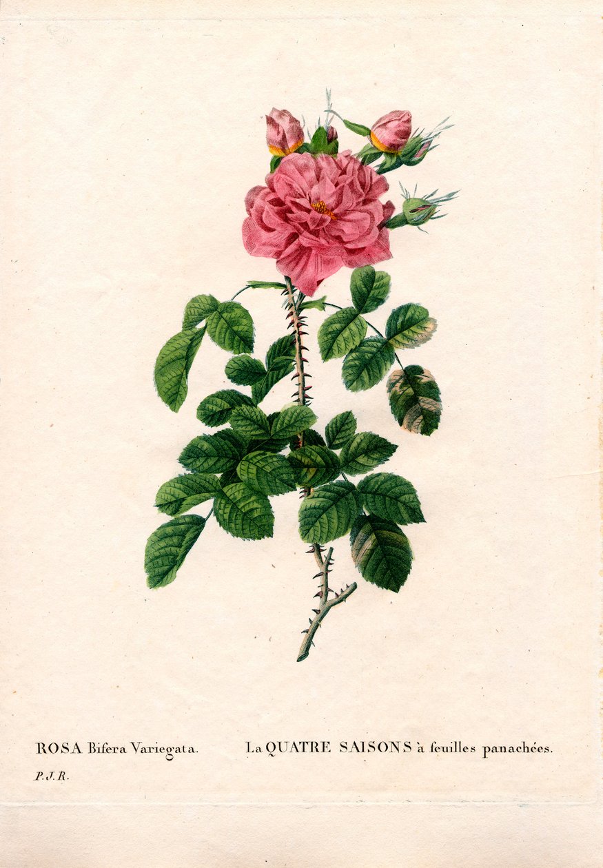 Pestrobarevná Four Seasons růžová, Rosa damascena var. bifera. Ručně kolorovaná tečkovaná mědirytina z díla Pierra Josepha Redouta „“Les Roses,” Paris od Pierre Joseph Redouté