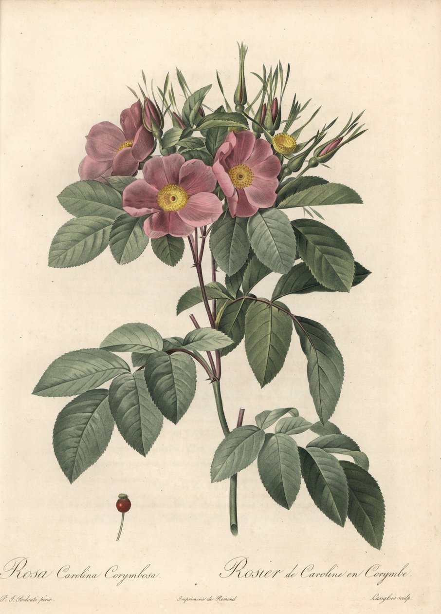 Virginská růže, tmavé květy - Eau forte de Langlois, podle ilustrace Pierra Josepha Redouta (1759-1840), z Les Roses od Pierre Joseph Redouté