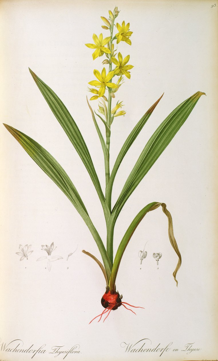 Wachendorfia Thyrsiflora, z 