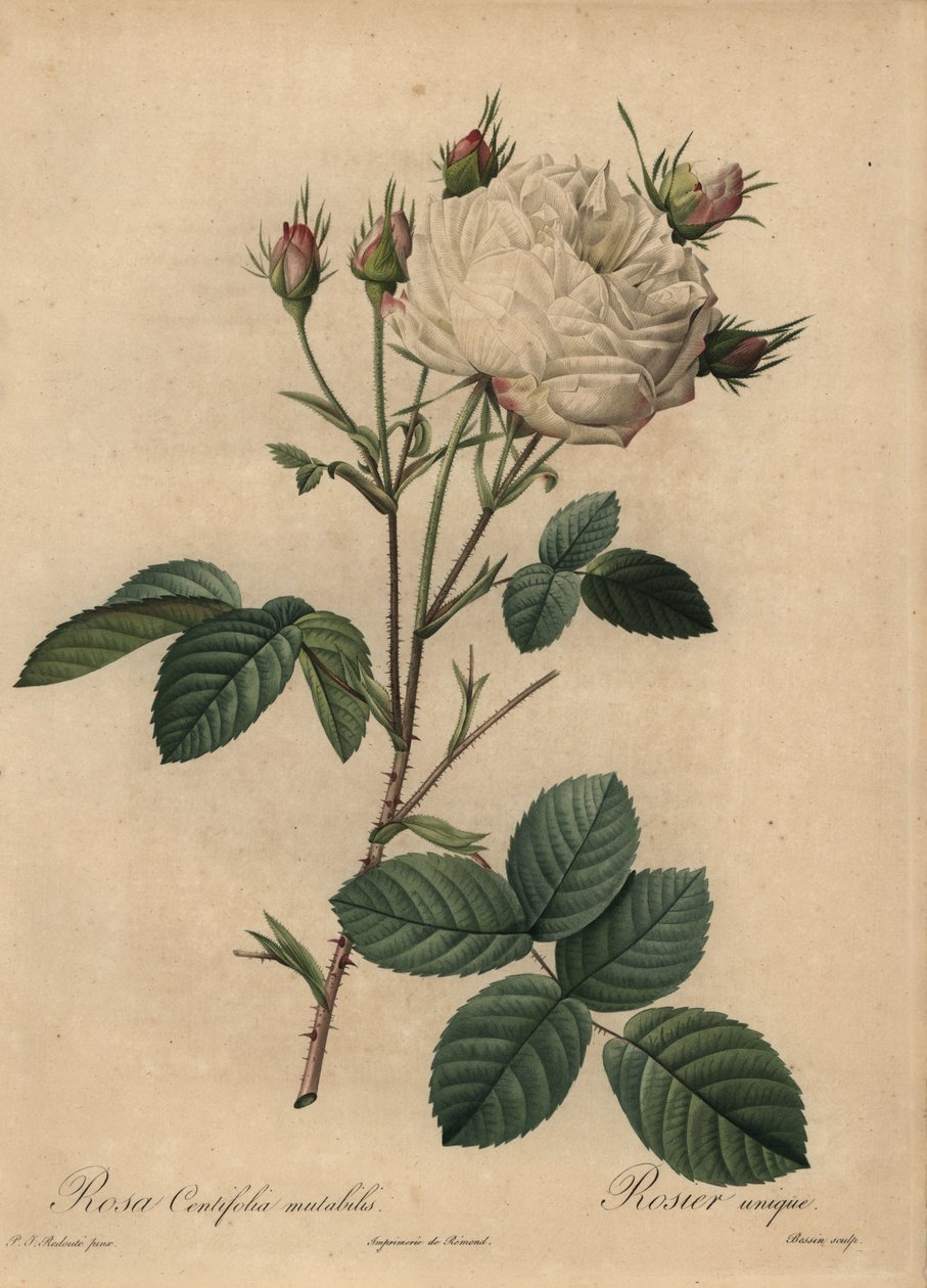 Bílá a růžová kapustová růže, Rosa centifolia od Pierre Joseph Redouté