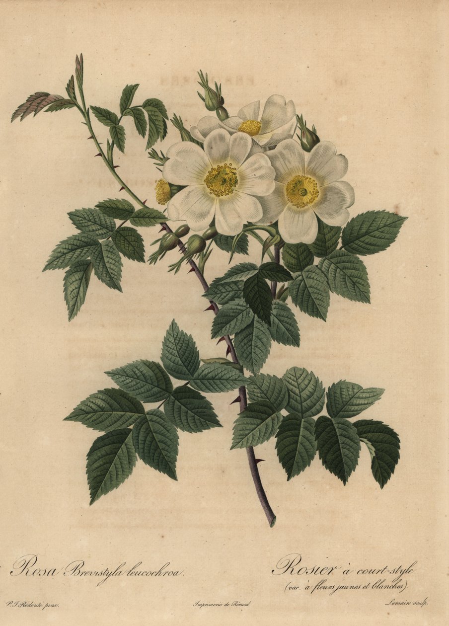 Bílá psí růže, Rosa stylosa od Pierre Joseph Redouté
