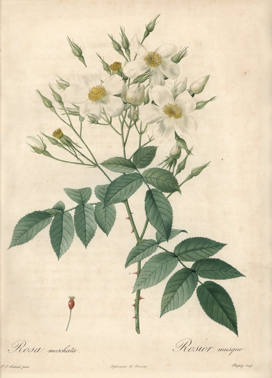 Bílé květy pižmová růže - Eau forte de Chapuy, podle ilustrace Pierra Josepha Redouta (1759-1840), z Les Roses od Pierre Joseph Redouté