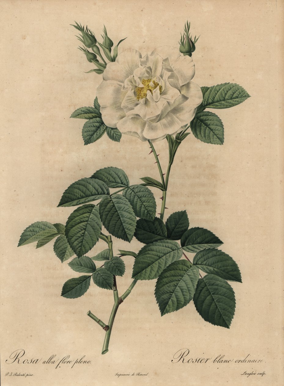 Bílá růže, Rosa alba flore pleno, Obyčejná bílá růže od Pierre Joseph Redouté