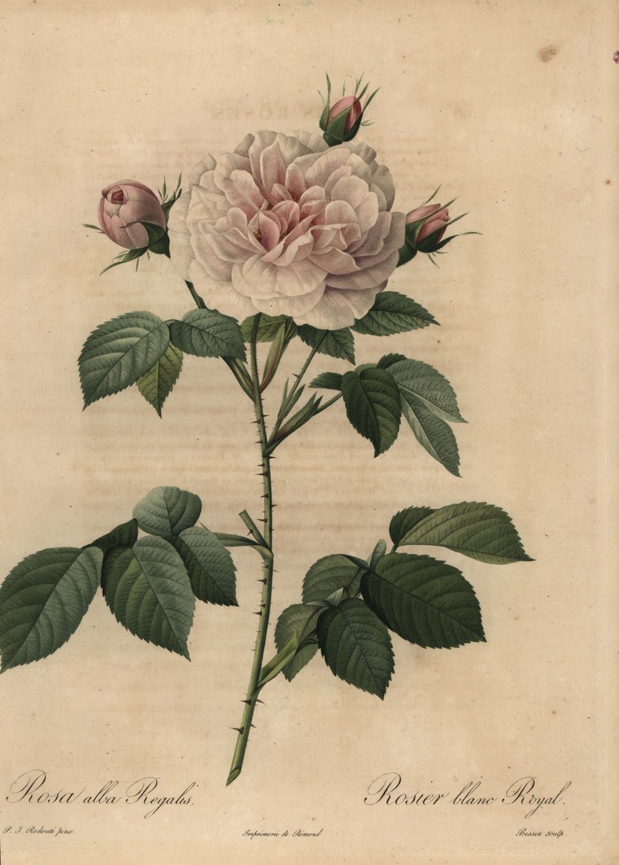 Kříženec bílé růže Royal, Rosa alba od Pierre Joseph Redouté