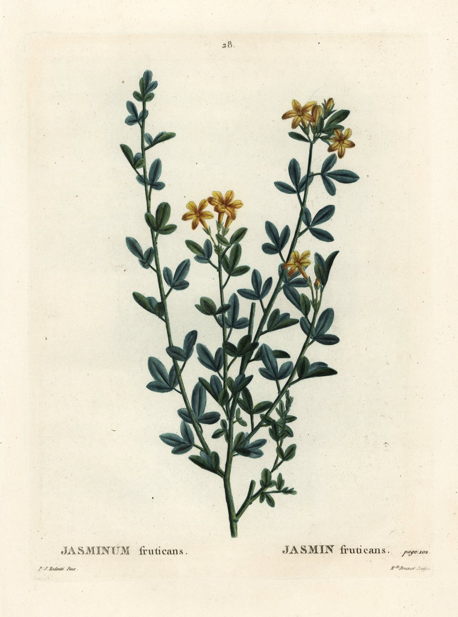 Divoký nebo žlutý jasmín, jasminum fruticans. Ručně kolorovaná tečkovaná rytina slečny Brenetové podle ilustrace Pierra-Josepha Redoutea z Treat des Arbres et Shrustes, Paříž Henriho Louise Duhamela du Moncel od Pierre Joseph Redouté