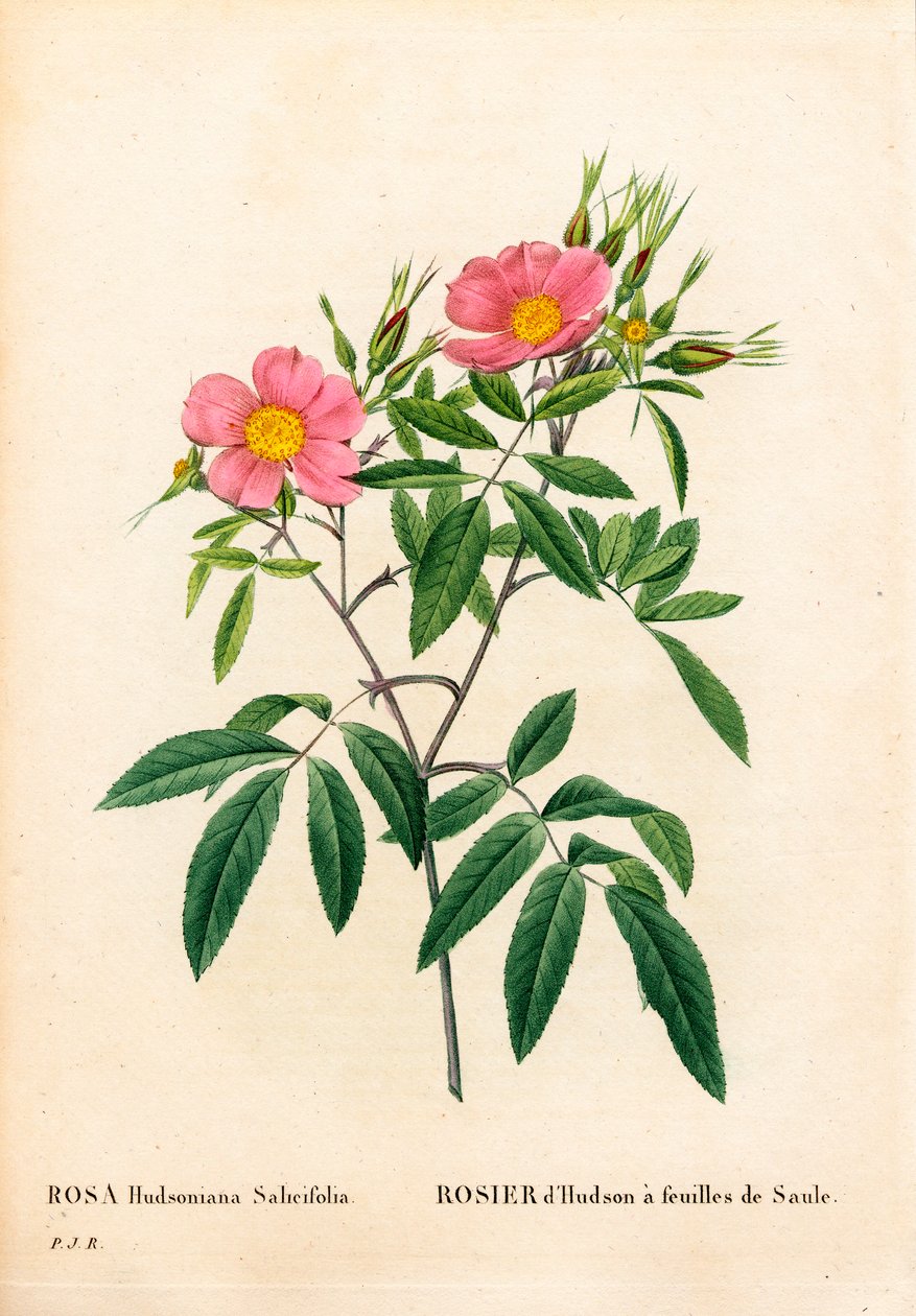 Vrbovka růžová bahenní, Rosa palustris, růže Hudsonova vrbolistá. Ručně kolorovaná tečkovaná mědirytina z díla Pierra Josepha Redouta „“Les Roses,” Paris od Pierre Joseph Redouté