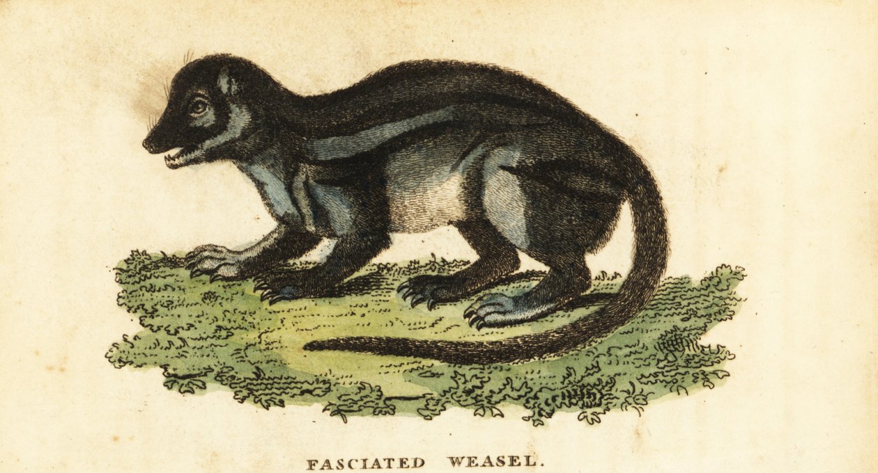 Mangusta madagaskarská široce pruhovaná, Galidictis fasciata., 1800 (rytina) od Pierre Sonnerat