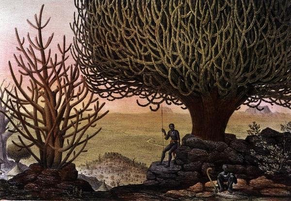 Pohled na Euphorbia Mamillarius a Euphorbia Canariensis, z „Voyages au Soudan Oriental et dans Afrique Septentrionale“ od Pierra Tremauxe (1818-95) 1852 (barevné litho) od Pierre Tremaux