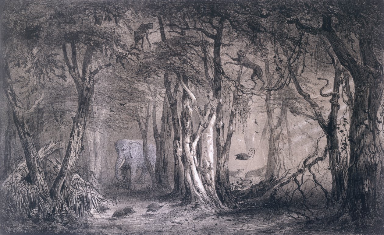 Panenský les na okraji Modrého Nilu, z Voyages au Soudan Oriental et dans lAfrique Septentrionale od Pierra Tremauxe (1818-95), vyryto Tirpenne a J. Gaildrau, 1852 od Pierre Tremaux