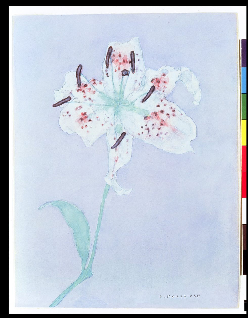 Lily, po roce 1921 (akvarel a tužka) od Piet Mondrian