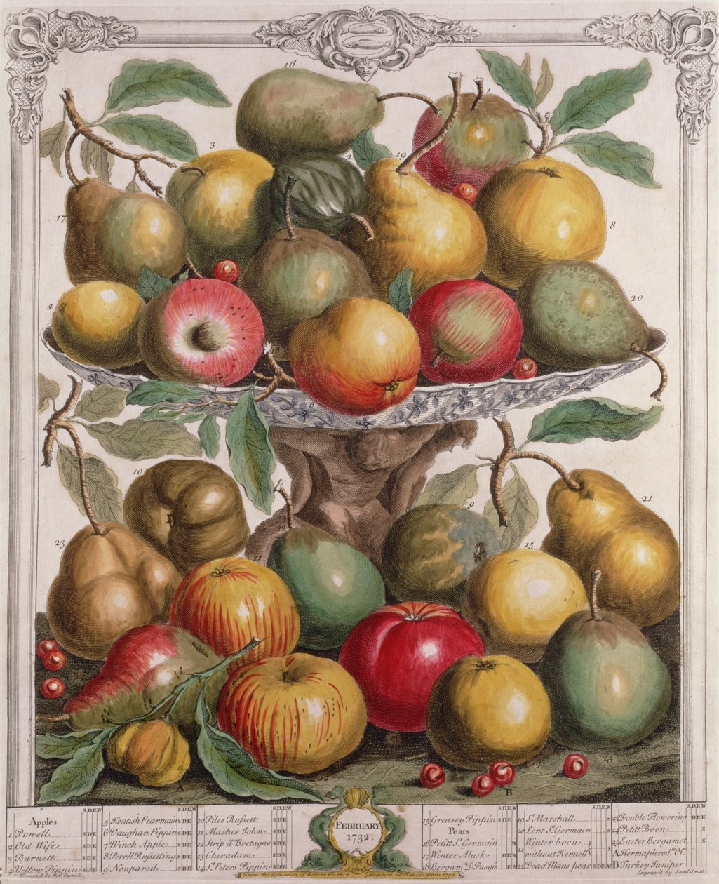 února, z „Dvanáct měsíců ovoce“, od Roberta Furbera (asi 1674-1756), vyryto Jamesem Smithem, 1732 (barevná rytina) od Pieter Casteels