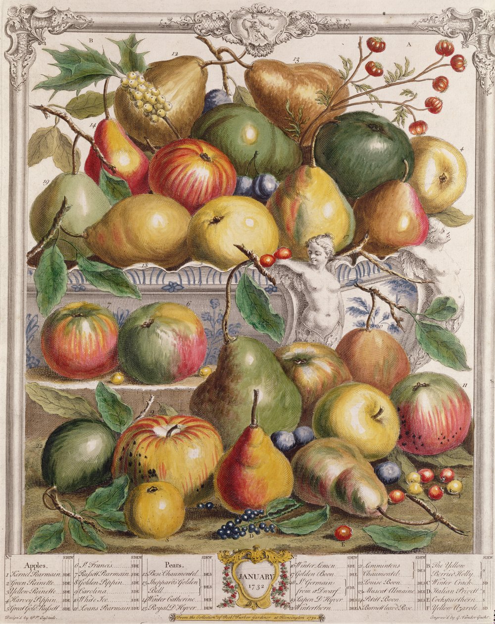 Leden, z knihy "Dvanáct měsíců ovoce", autor Robert Furber (asi 1674-1756), vyryl Gerard Vandergucht (1696-1776) 1732 (barevná rytina) od Pieter Casteels
