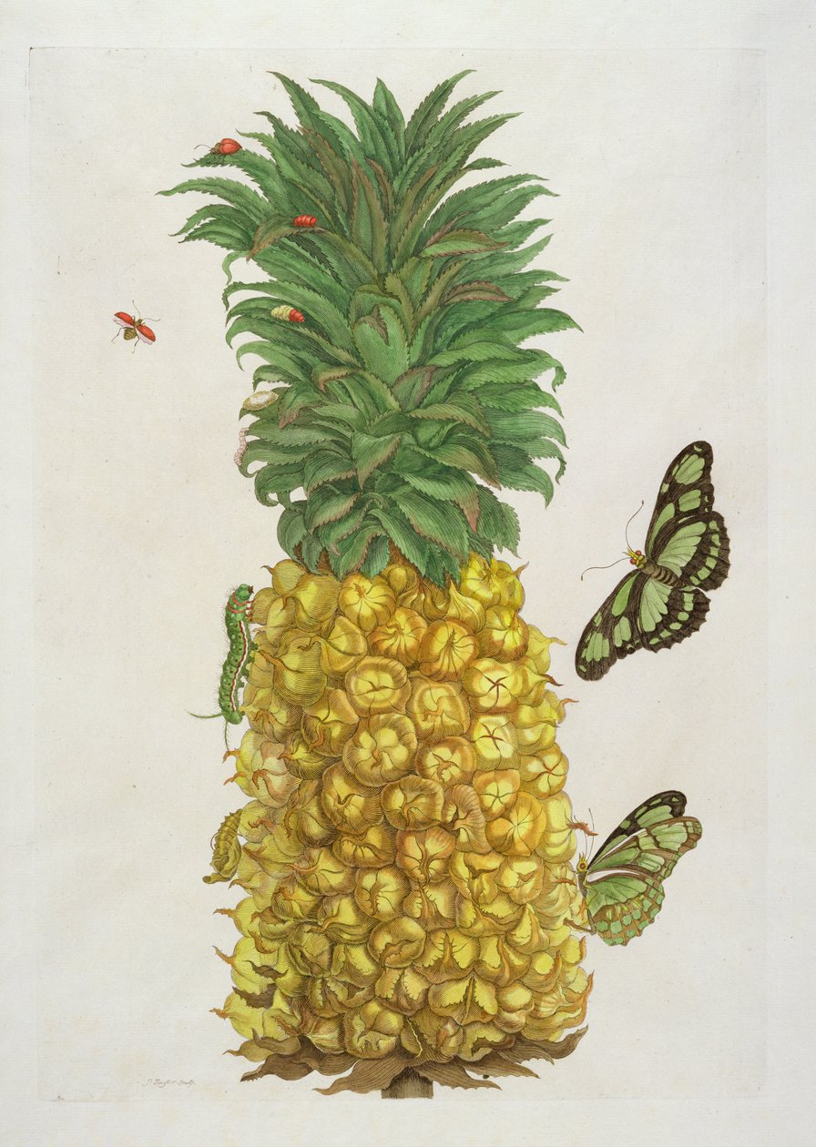Ananas s housenkou a motýly (ručně kolorovaná rytina) od Pieter Sluiter or Sluyter