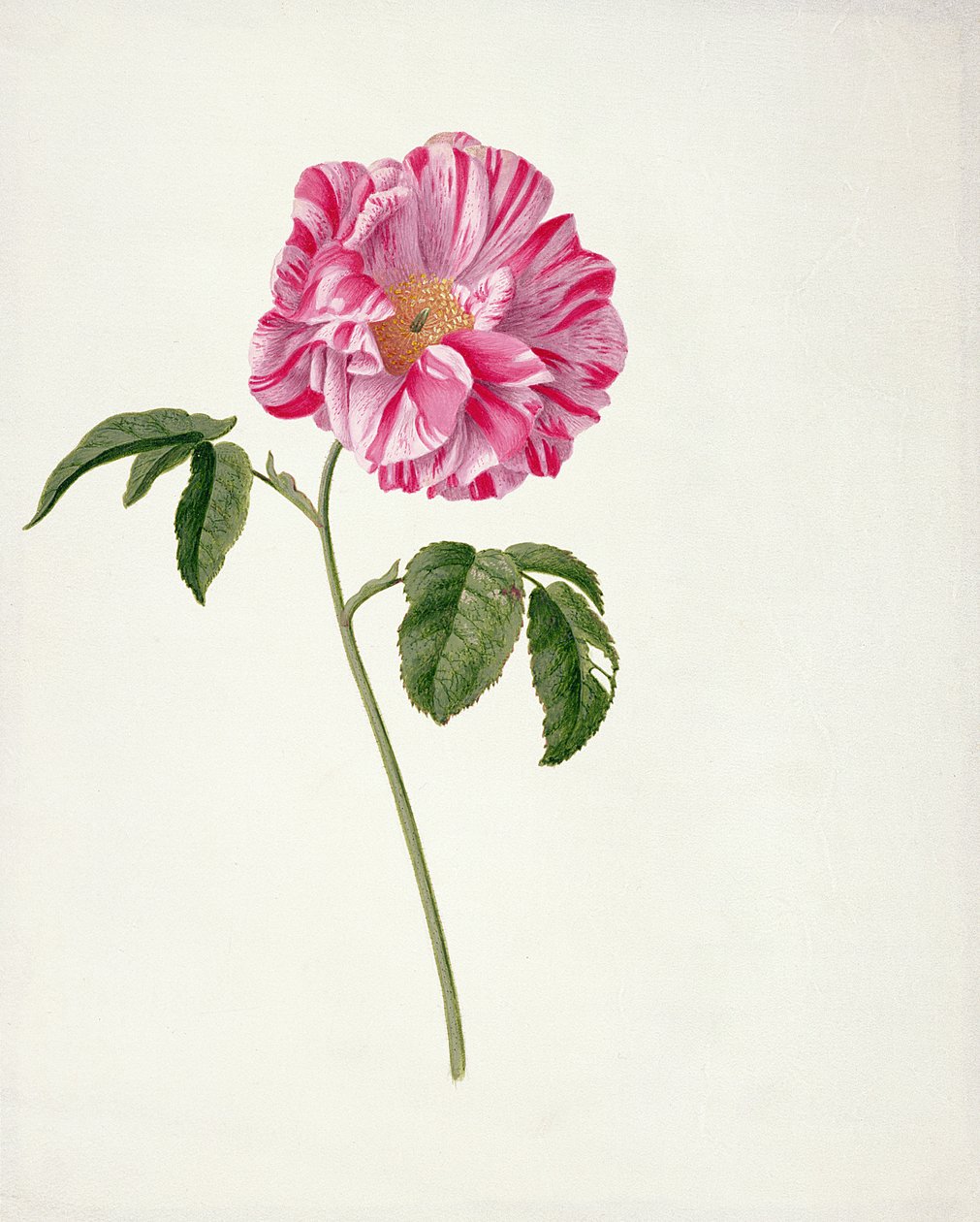 PD.101-1973f.3 Rosa gallica versicolour (Rosa mundi) (záchod a kvaš na pergamenu) od Pieter Withoos