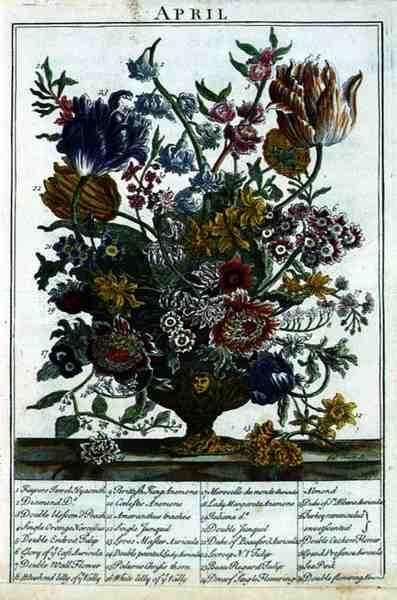 April, from The Flower Garden Displayed by Robert Furber (c.1674-1756), ryt James Smith, pub. 1732 (viz také 11109) od Pieter after Casteels