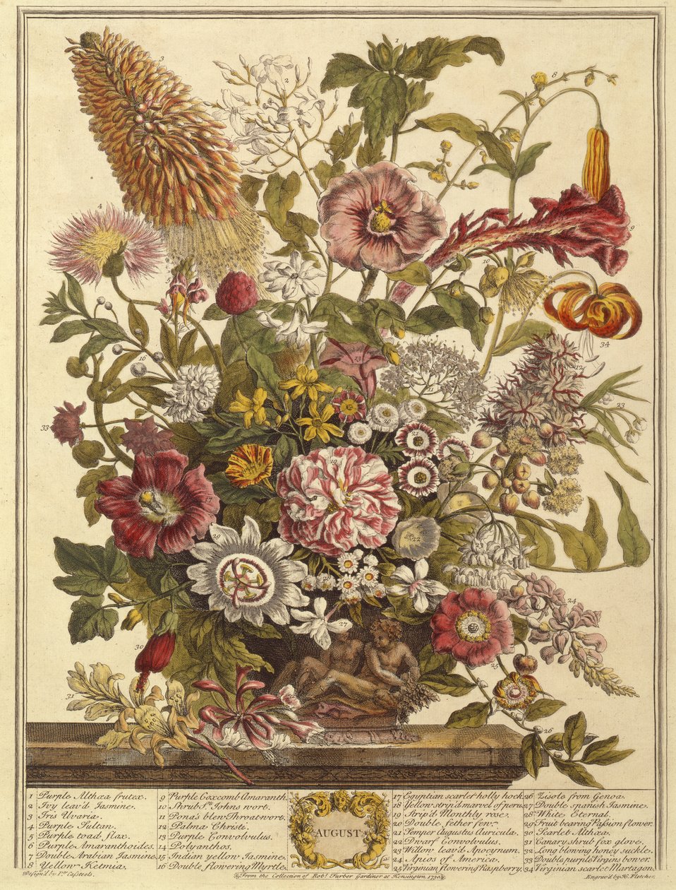 srpna, z Dvanáct měsíců květů od Roberta Furbera (asi 1674-1756), vyryto Henrym Fletcherem (barevná rytina) od Pieter after Casteels