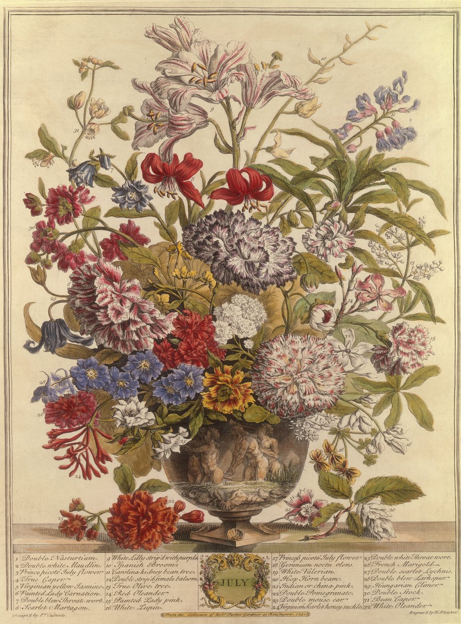 července, z Dvanáct měsíců květů od Roberta Furbera (asi 1674-1756), vyryto Henrym Fletcherem (barevná rytina) od Pieter after Casteels