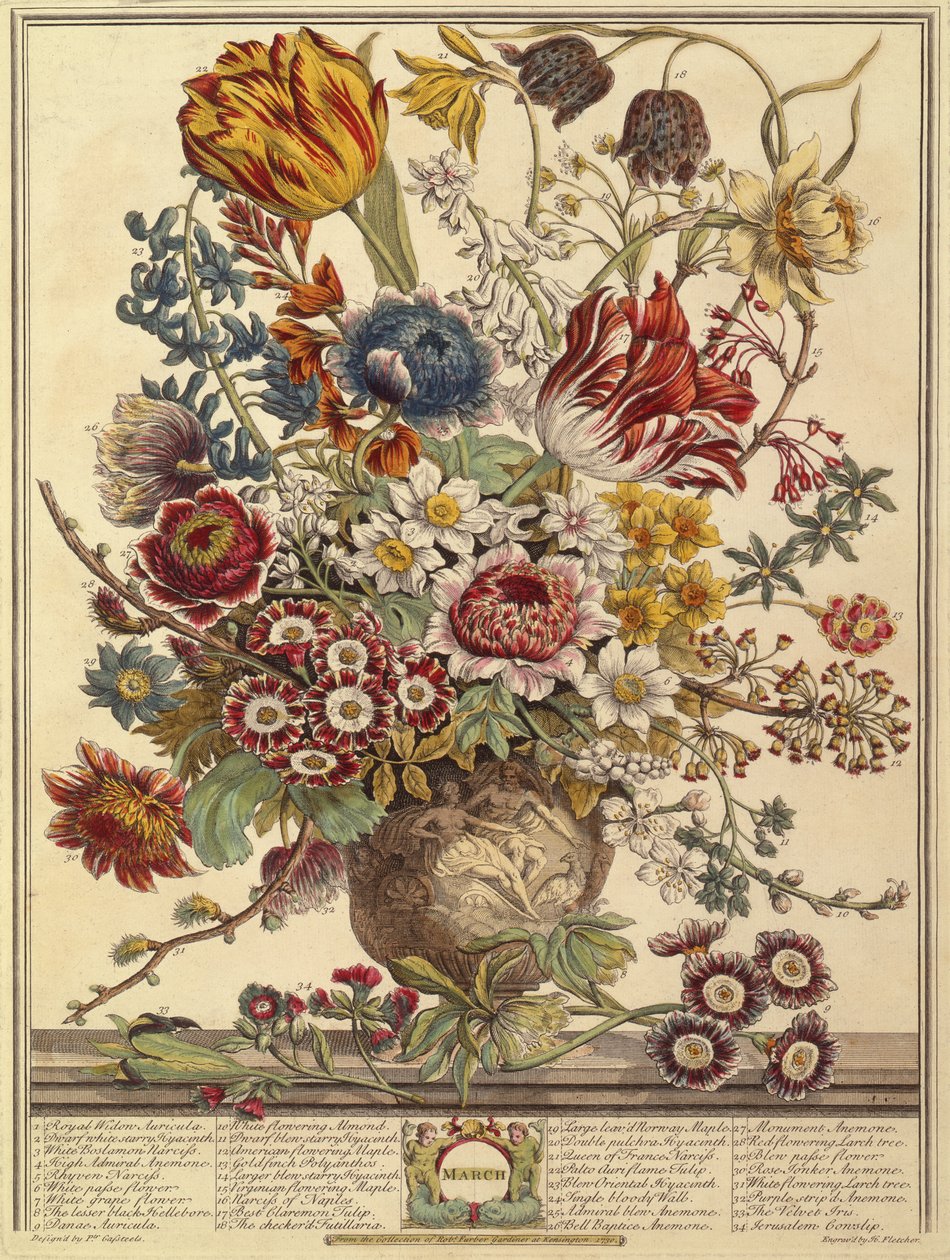 března, z dvanácti měsíců květů od Roberta Furbera (asi 1674-1756), vyryto Henrym Fletcherem (barevná rytina) od Pieter after Casteels