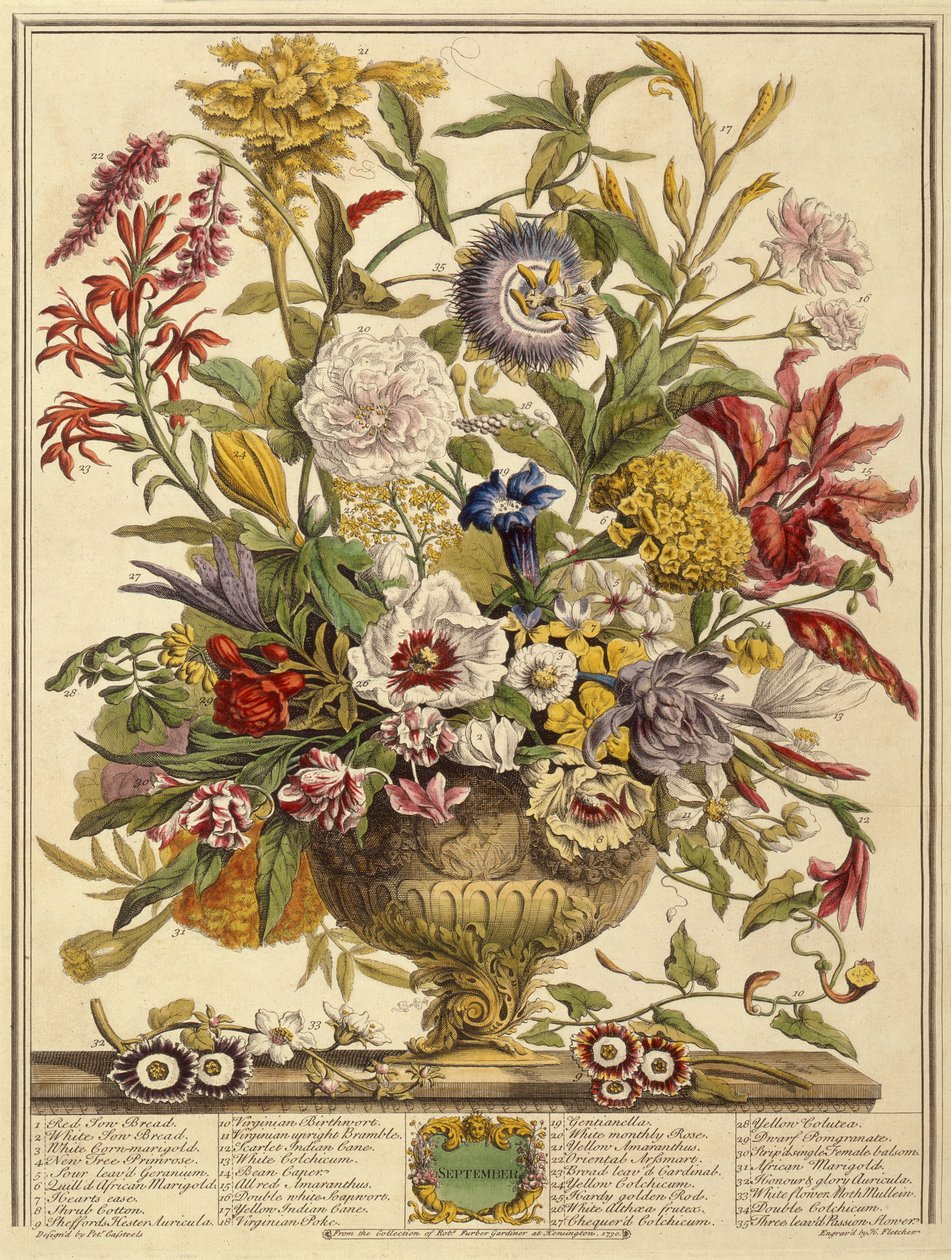 září, od roku Dvanáct měsíců květů od Roberta Furbera (asi 1674-1756), vyryto Henrym Fletcherem (barevná rytina) od Pieter after Casteels