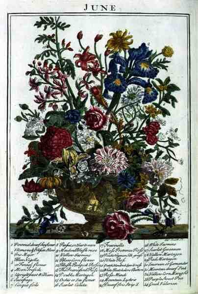 Červen, z knihy "The Flower Garden Displayed" od Roberta Furbera (asi 1674-1756), vyryl James Smith, vyd. 1732 (kolorovaná rytina) od Pieter (after) Casteels